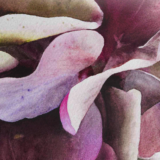 SCHMINCKE Set 12 Acuarelas Akademie, Rhapsody in Petal and Hue