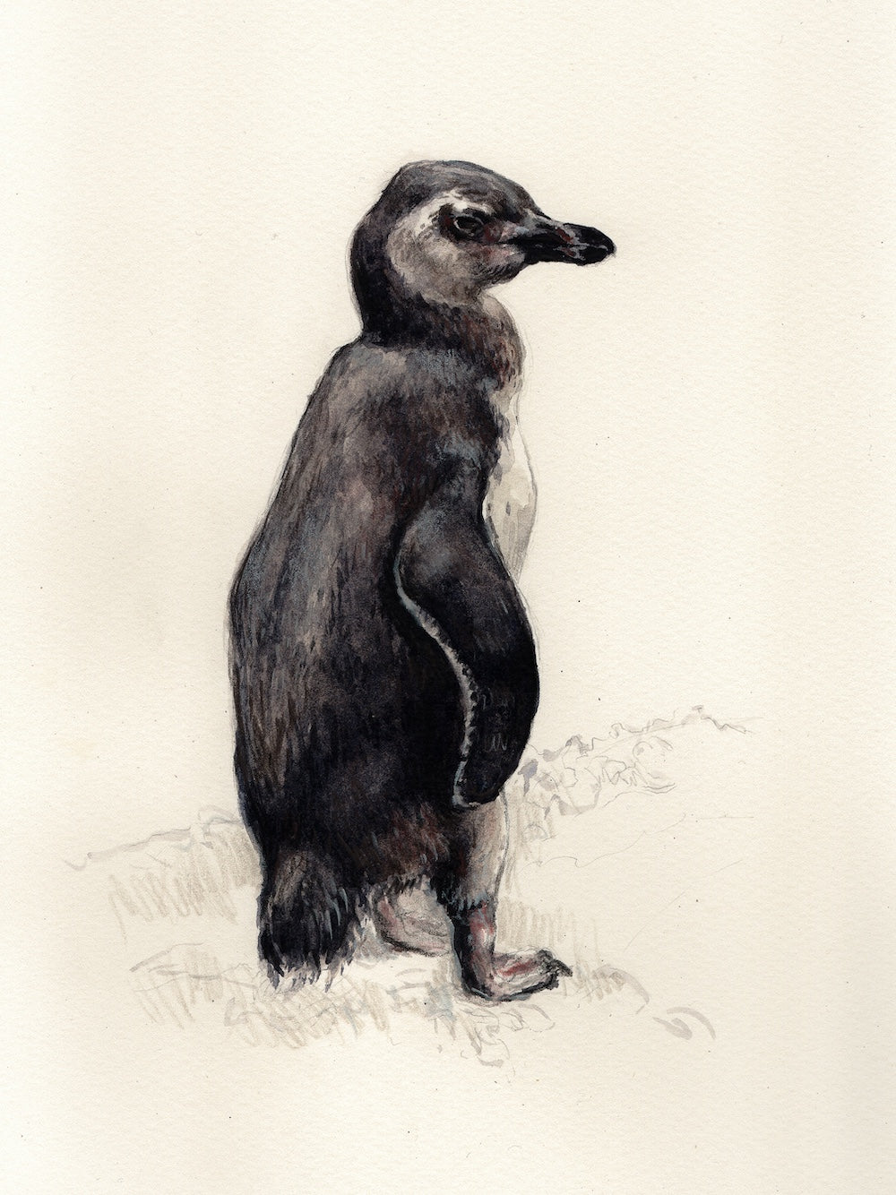 Print Camila Romero, Pinguino Magallánico 25 x 35,5 cm